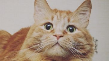 38 Best Cream Colored Cat Names | The Paws