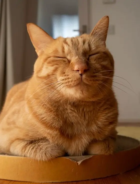 180 Orange Tabby Cat Names - The Paws