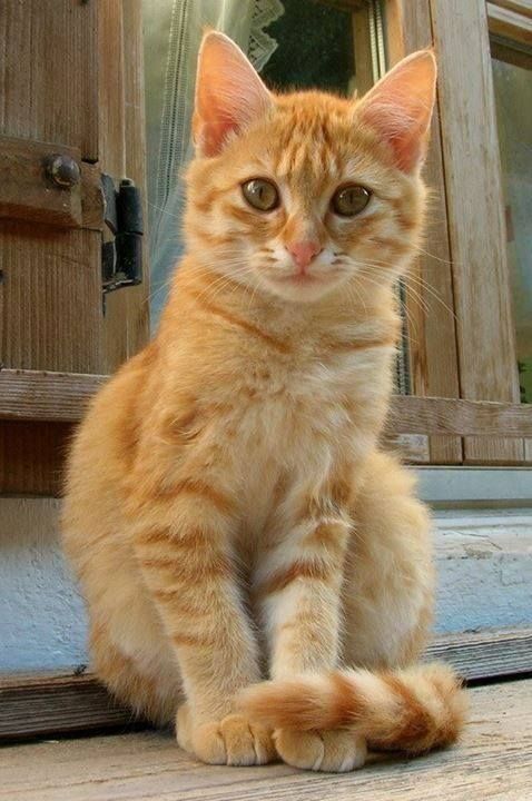 orange female cat