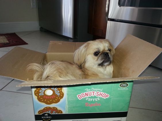 A Pekingese sitting inside the carboard box
