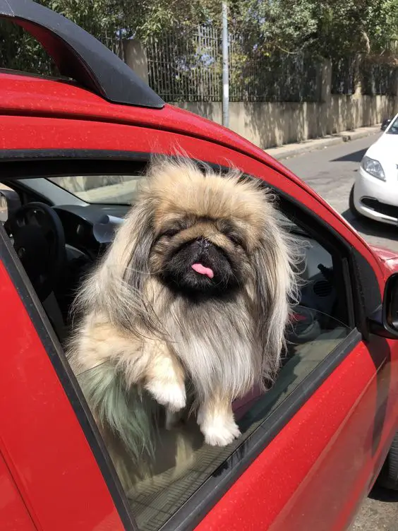 A Pekingese sitting standing inside the car by the window