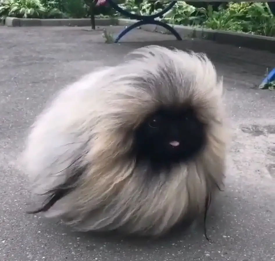 long gray haired like a fur ball Pekingese with a black face and sticking its tiny tongue out