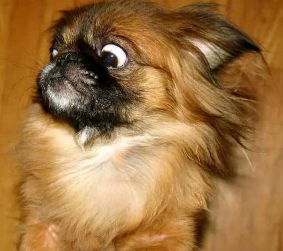 scared Pekingese dog