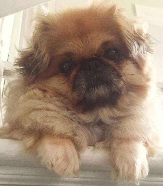 Pekingese dog with light brown fluffy hair lying down