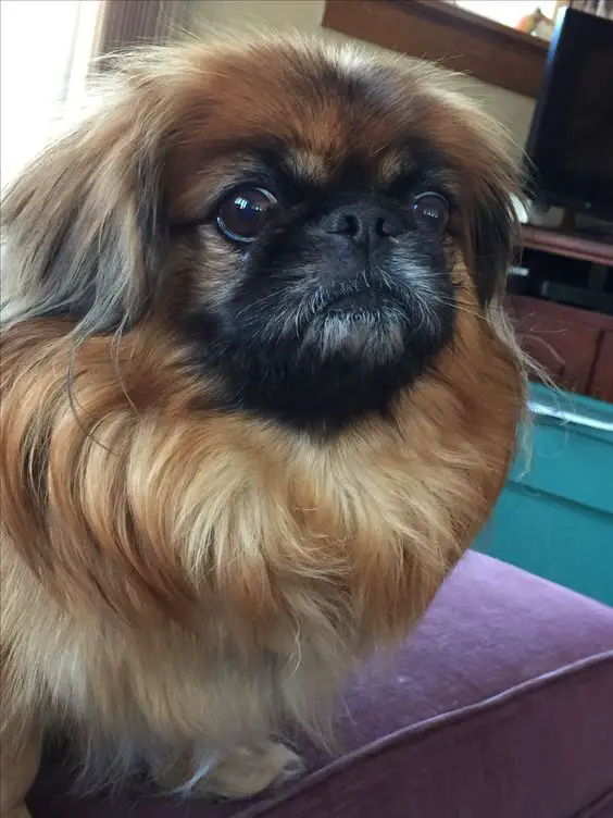 brown curly haired Pekingese sitting on the couch