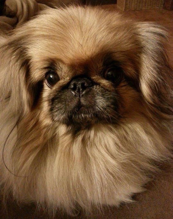 Pekingese face with long hair