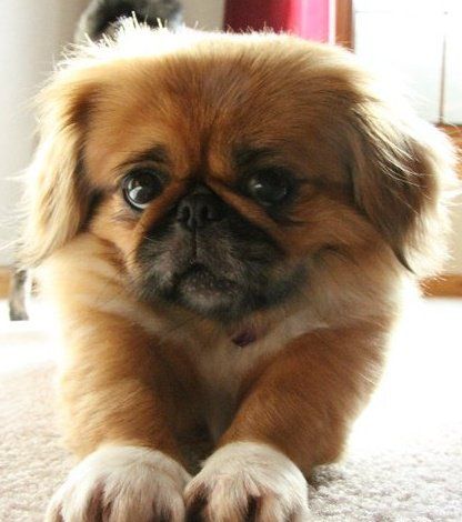 Pekingese lying on the carpet