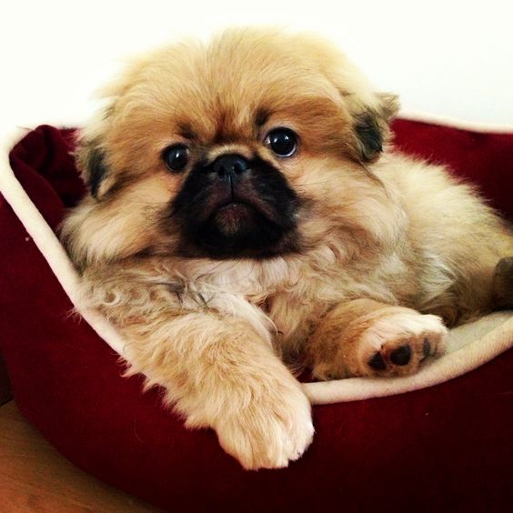 Pekingese lying on its bed