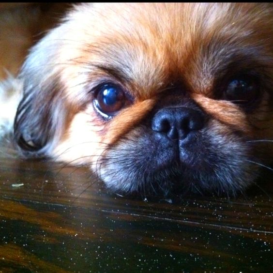 Pekingese lying down on the floor