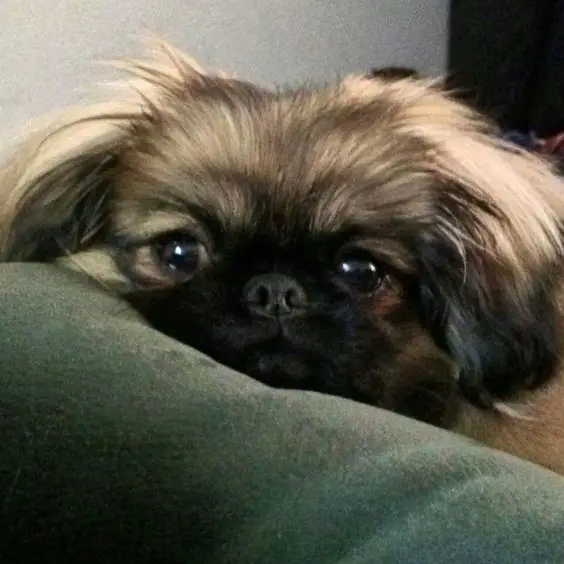 Pekingese lying on the couch with its face on a pillow