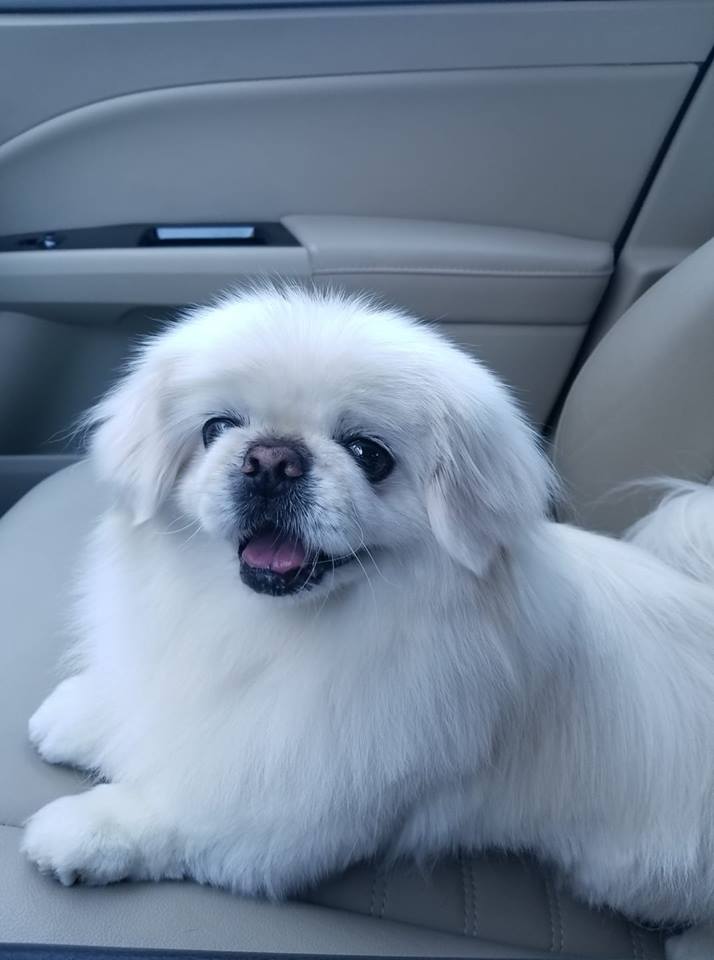 white Pekingese lying down in the car seat