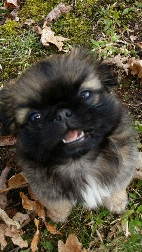Pekingese sitting on the grass with dried leaves