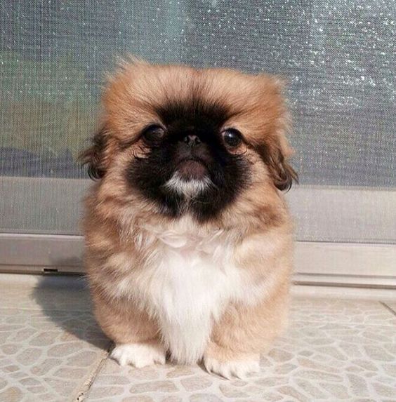 Pekingese sitting on the floor