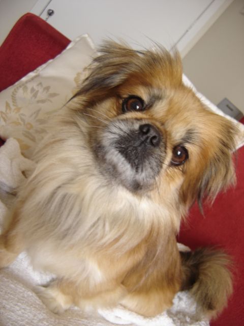 Pekingese sitting on the couch