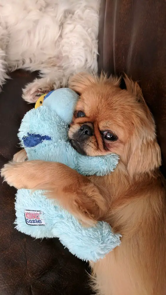 Pekingese lying on the couch hugging its toy