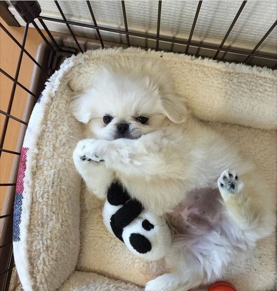 white Pekingese lying on its bed with its panda toy