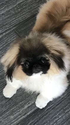 Pekingese lying on the floor