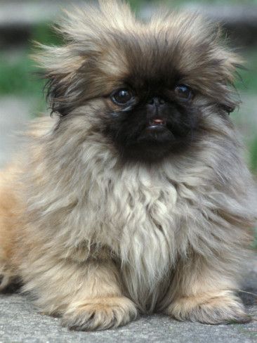 Pekingese sitting on the ground