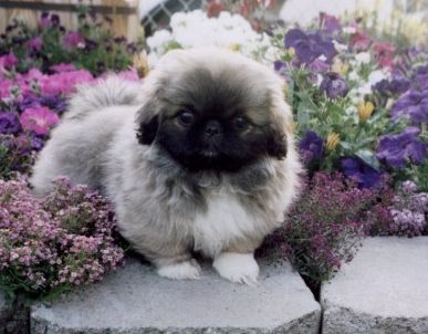 Pekingese on top of a cement edge in the flower garden