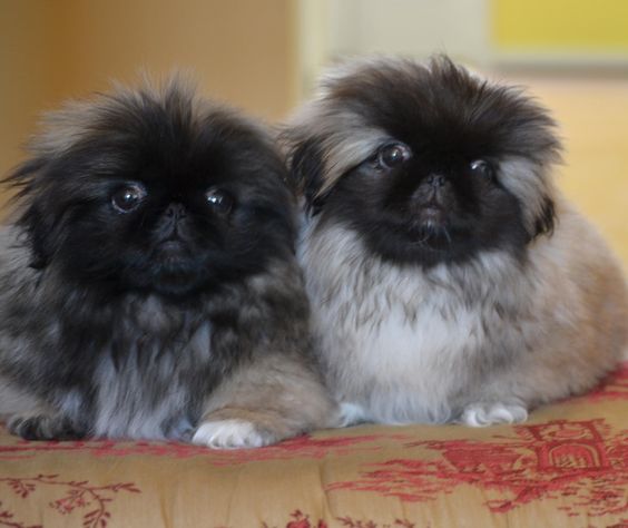 two Pekingeses puppies sitting beside each other