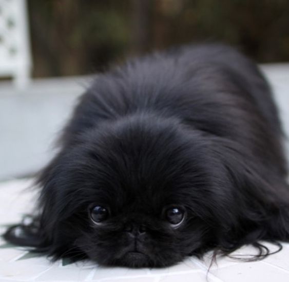 adorable black Pekingese dog lying down on the floor