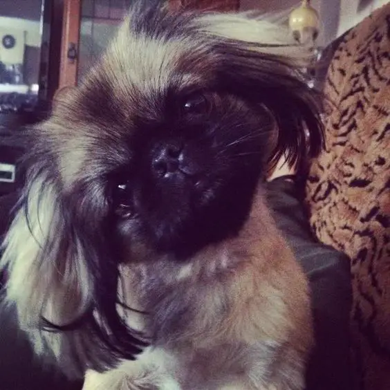 A Pekingese sitting on the couch while tilting its head