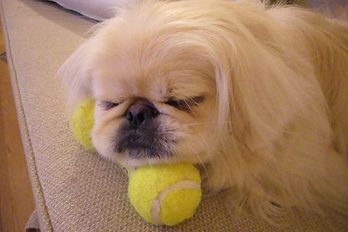 A Pekingese lying on the couch and sleeping with its head on top of the tennis ball