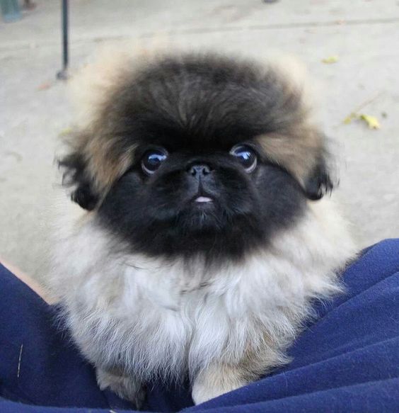 A Pekingese sitting in between the legs of a person