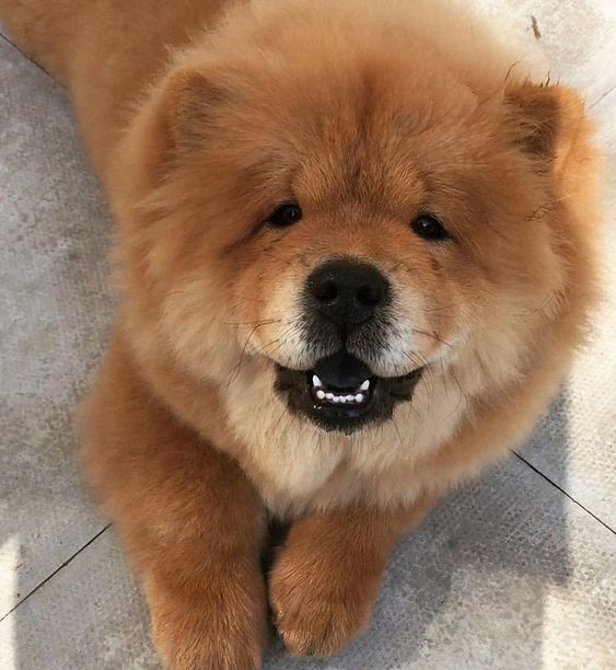 Chow Chow lying on the floor