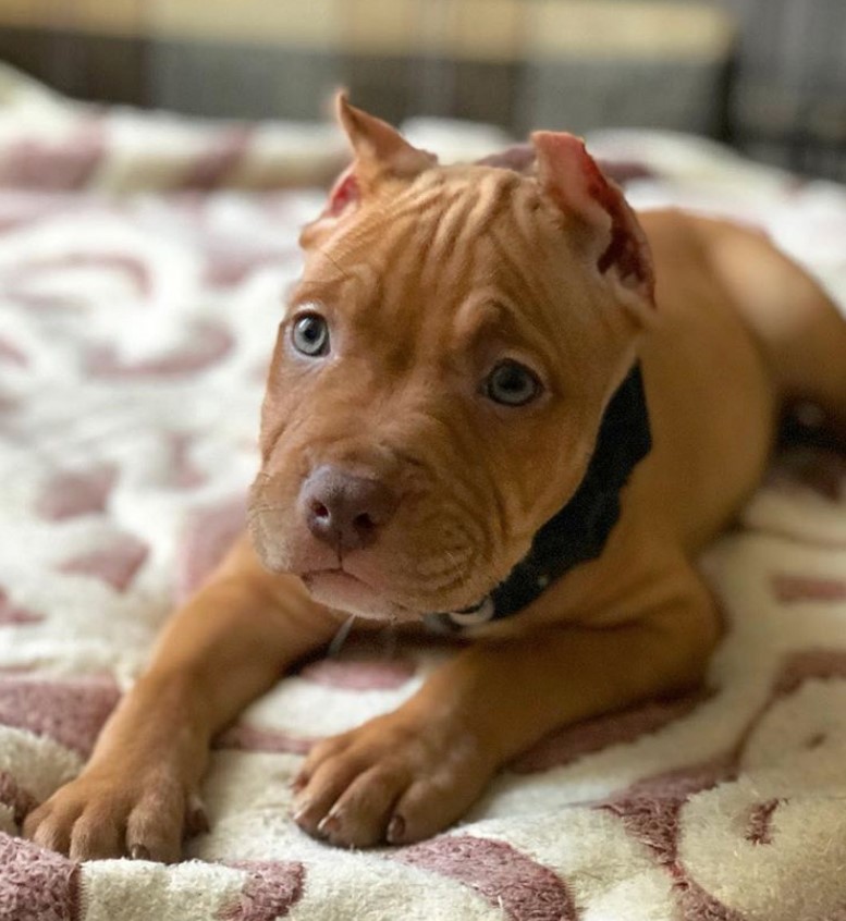 female pitbull puppies