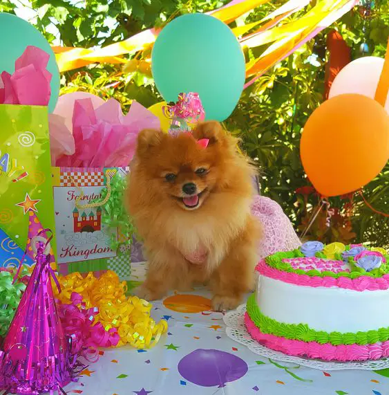 Pomeranian standing on top of the table with her birthday cake, gifts, and balloons while celebrating her birthday in the garden