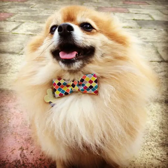 smiling Pomeranian wearing a colorful bowtie while sitting on the pavement
