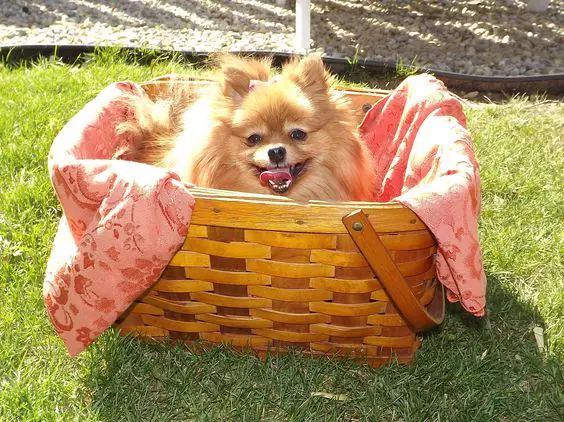 Pomeranian sitting inside the wicker basket while smiling