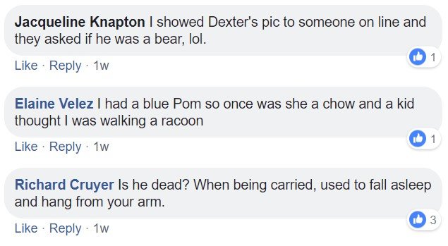 Commenters saying - I showed Dexter's pic to someone online and they asked if he was a bear. lol. I had blue pom so once was he a chow and a kid thought I was walking a racoon. Is he dead? When he being carried, used to fall asleep and hang from your arm.