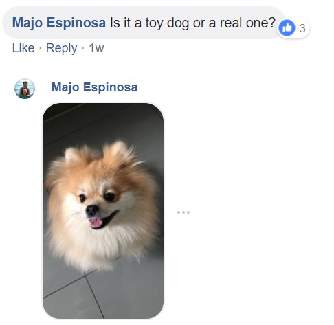Commenter saying - Is it a toy dog or a real one? and a photo of a Pomeranian sitting on the floor while smiling