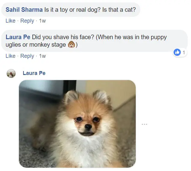 A commenter saying - Is it a toy or real dog? Is that a cat? Did you shave his face? (when he was in the puppy uglies or monkey stage) and a photo of a Pomeranian lying on the floor