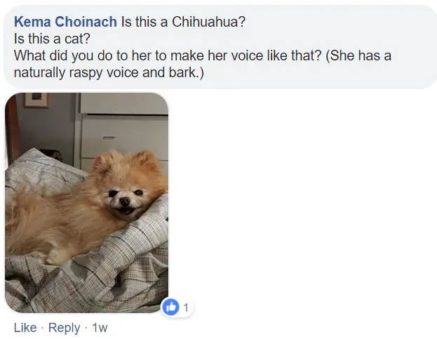 A chihuahua saying - Is this a chihuahua? Is this a cat? What did you do to her to make her voice like hat? )(She has a naturally raspy voice and bark)