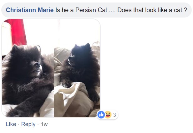 A commenter saying - Is he a Persian Cat.. Does that look like a cat? photo of a black Pomeranian lying on the bed