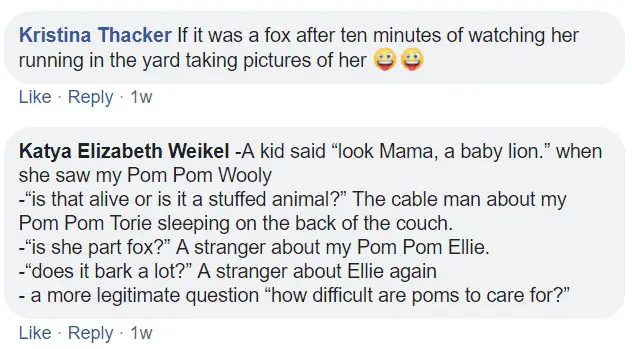 commenters saying - If it was a fox after ten minutes of watching her running in the yard taking pictures of her. Is that alive or is it a stuffed animal?