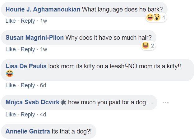 Commenters saying - What language does he bark? Why does it have so much hair? Look mom it's kitty on a leash. How much you paid for a dog... Is that a dog?