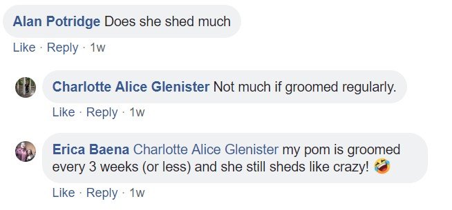 A commenter saying - Does she shed much