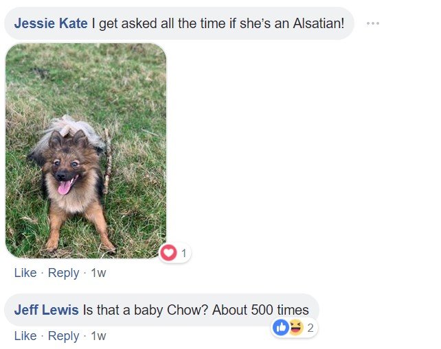 A commenter saying - I get asked all the time if she's an Alsatian! and a photo of a Pomeranian lying on the grass