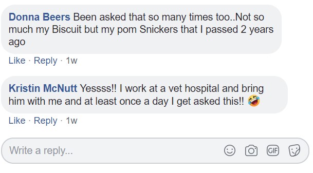 Commenters saying - Been asked that so many times too. Nos so much my biscuit but my pom snickers that I passed 2 years ago. Yess I worked at a vet hospital and bring him with me and at least once a day I get asked this!