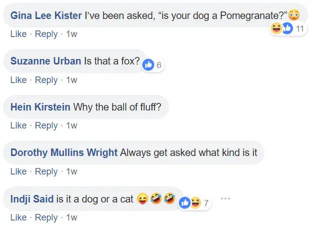 Commenters saying - I've been asked, I your dog a Pomeranian? IS that a fox? Why he ball of fluff? Always get asked what kind it is, Is it a dog or a cat
