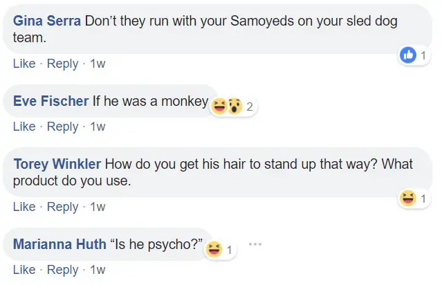 Commenters saying - Don't they run with your Samoyeds on your sled dog team. If he was a monkey. How do you get his hair to stand up that way? What product do you use. Is he psycho?