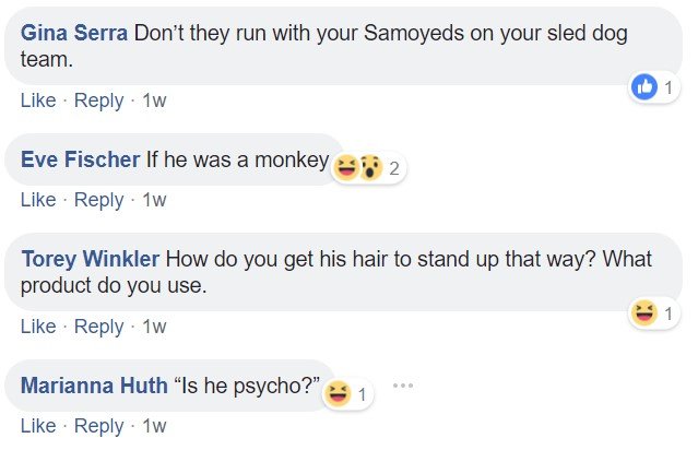 Commenters saying - Don't they run with your Samoyeds on your sled dog team. If he was a monkey. How do you get his hair to stand up that way? What product do you use. Is he psycho?