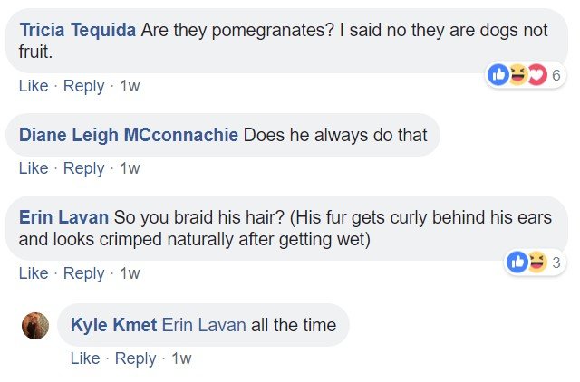 Commenters saying - Are they Pomegranates? I said no they are dogs not fruit. Does always do that. So you braid his hair?
