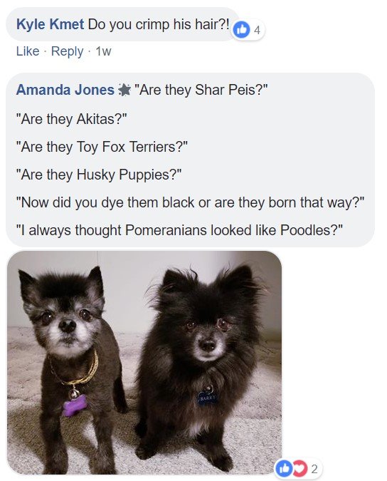 A commenter saying - Are they Shar Peis? Are they Akitas? are they fox terriers? are they husky puppies? now did you dye them black or are they born that way? I always thought Pomeranian looked like poodles? and a photo of two Pomeranians standing on the floor