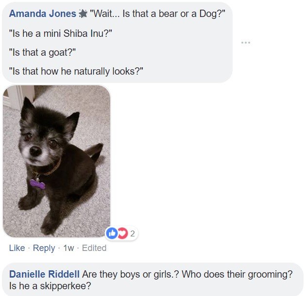 commenter saying - Wait.. Is that a bear or a dog? Is he a mini Shiba Inu? Is that a goat? Is that how he naturally looks? and a photo of a Pomeranian sitting on the floor