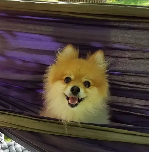 a happy Pomeranian sitting in a hammock